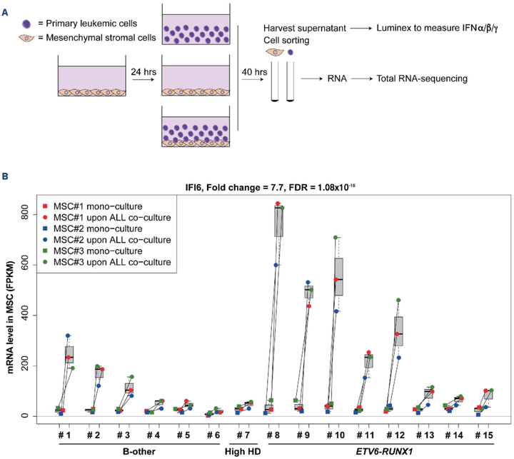 B 細(xì)胞前體急性淋巴細(xì)胞白血病在骨髓來源的間充質(zhì)基質(zhì)中引發(fā) 干擾素α/β 反應(yīng)