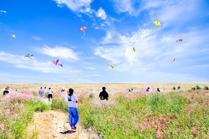 戈宝红麻花海景区爆火，游客涌入阿勒泰最美花海