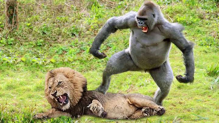 狮子的天敌是什么动物?十种能杀死狮子的动物