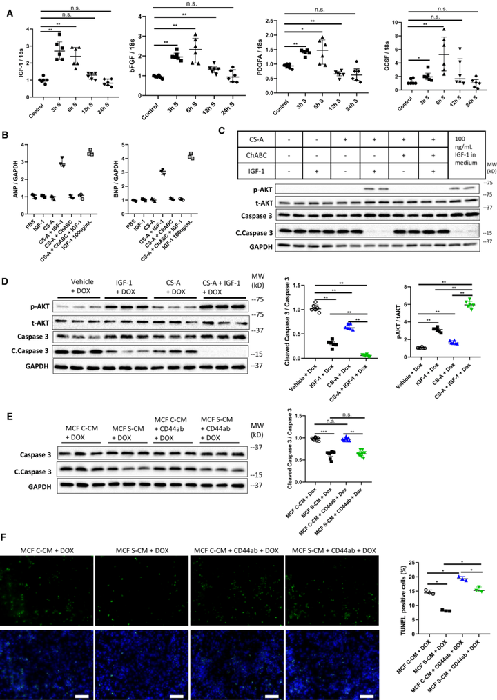 ChGn-2（硫酸軟骨素N-乙酰氨半乳糖胺基轉(zhuǎn)移酶2）在急性壓力超負(fù)荷引起的心力衰竭中起心臟保護(hù)作用