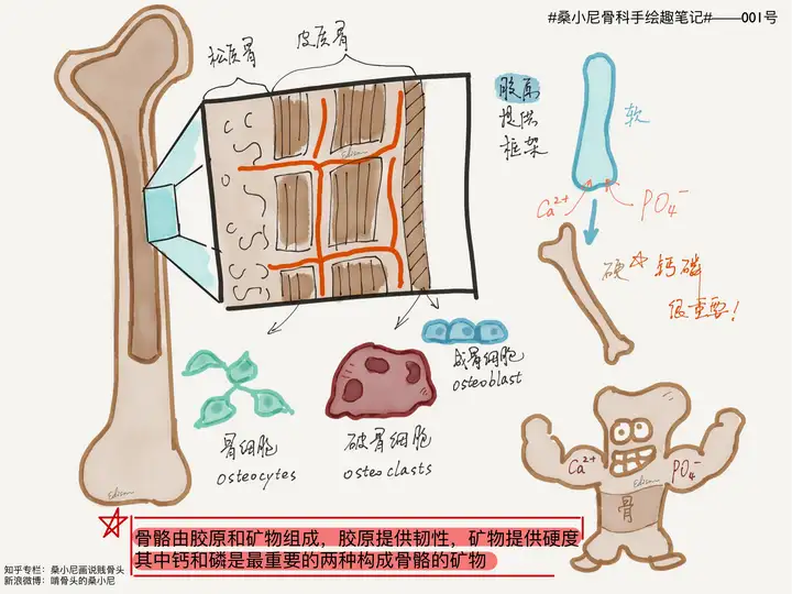 有的人天天补钙,为啥还骨质疏松? - 知乎