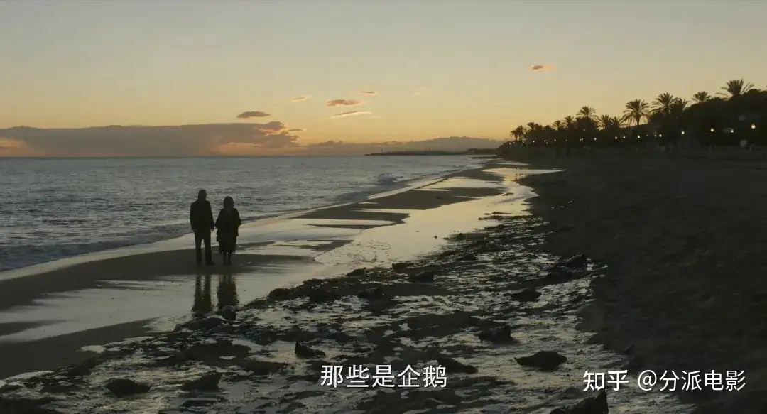 《我的企鹅老师》宠物当“老师”很离谱?不,巨好看!