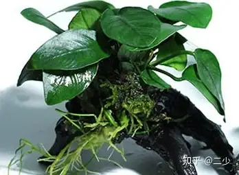 水榕类水草不用水草泥可以活吗