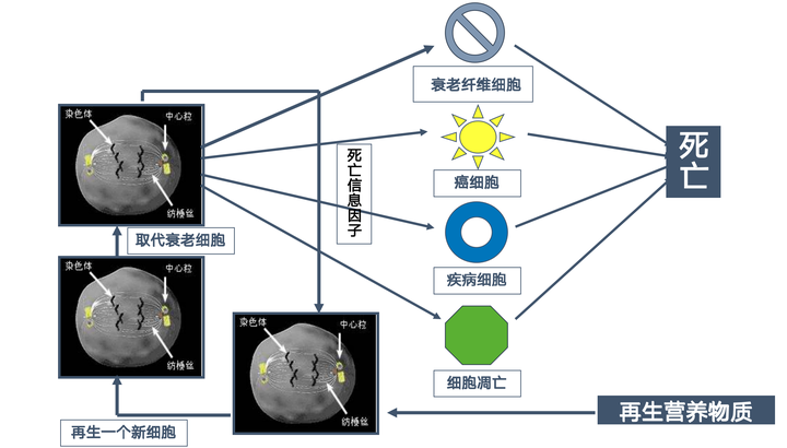 GLYMATE® 衡糖胶囊： 合理选择膳食补充剂 优化药物身体之间动态平衡