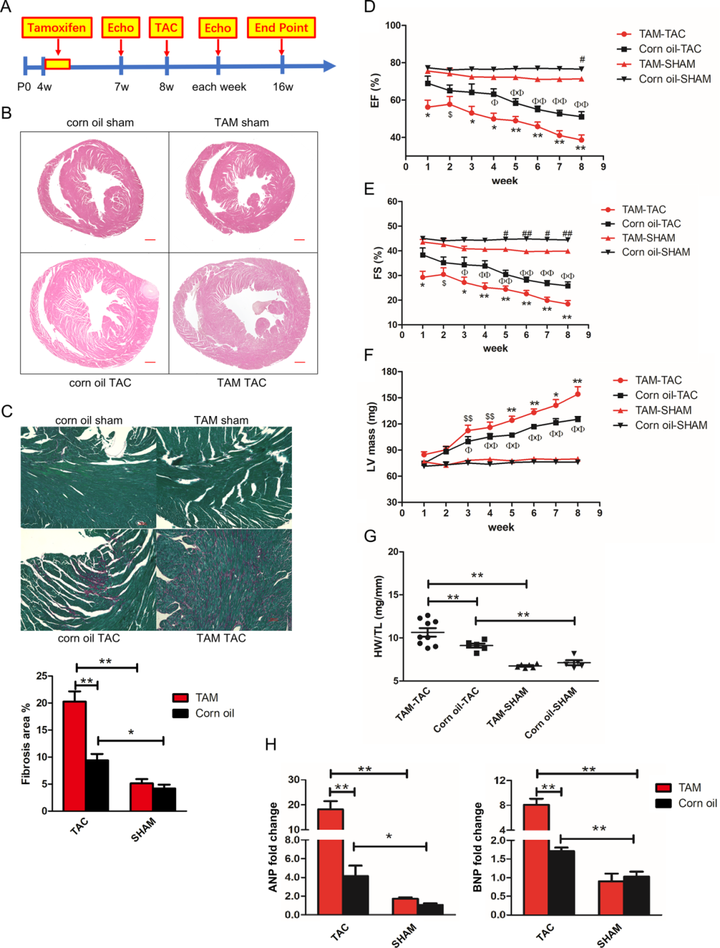Trbp 通過 TGF-β 通路介導的心肌細胞和成纖維細胞之間的串擾抑制心臟纖維化 Trbp 通過 TGF-β 通路介導的心肌細胞和成纖維細胞之間的串擾抑制心臟纖維化