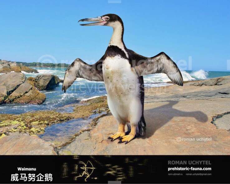 阿尔萨斯肉丸 的想法: 「最早的企鹅——威马努企鹅waimanu」 生… - 