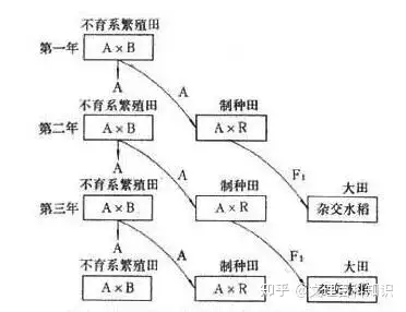 杂交水稻的遗传图解图片