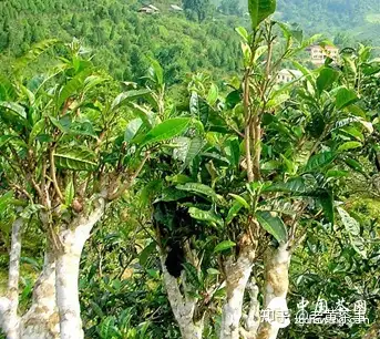 普洱茶,西双版纳产区的江内古六大茶山和江外八大茶山,古树茶的现状和
