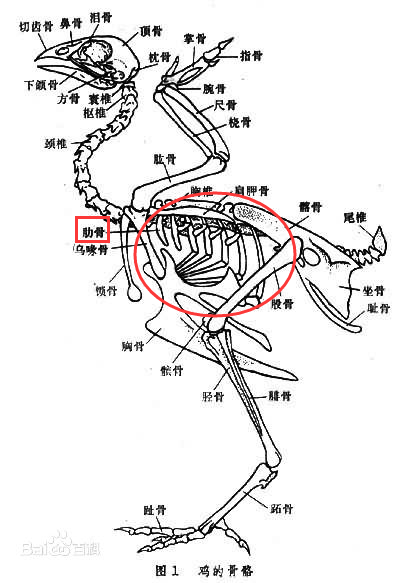 鸡胸肉位置图图片