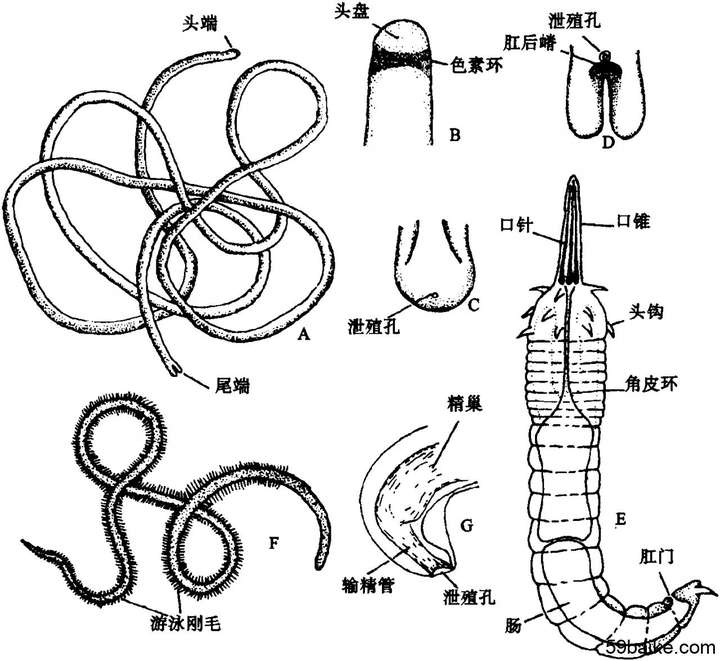 僵尸蚂蚁真的存在吗？2036僵尸真的会来地球吗