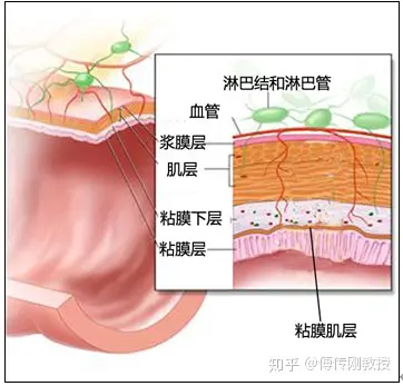 大肠肠壁分哪几层? 