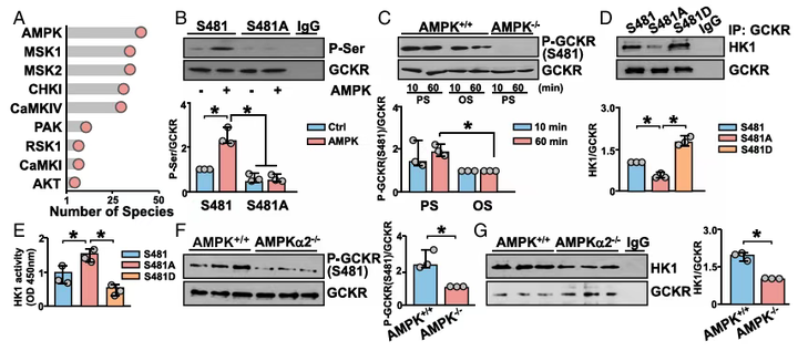 KLF4 和 AMPK 在內皮細胞中脈動切應力抑制糖酵解過程中的作用 KLF4 和 AMPK 在內皮細胞中脈動切應力抑制糖酵解過程中的作用