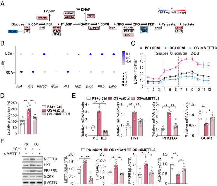 甲基轉(zhuǎn)移酶3（METTL3）介導(dǎo)動(dòng)脈粥樣硬化易發(fā)性血流誘導(dǎo)的內(nèi)皮細(xì)胞糖酵解