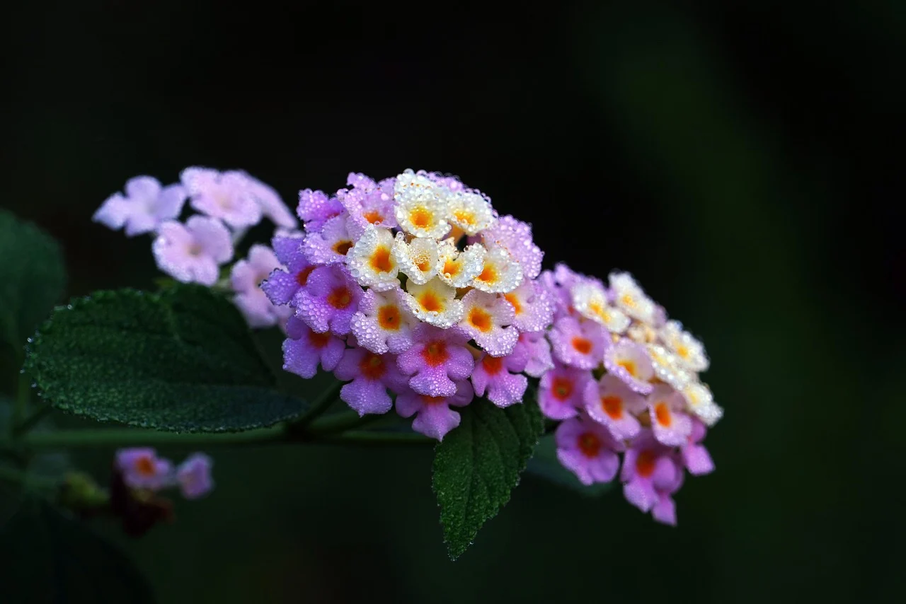 赏花大道1|阿里舞台