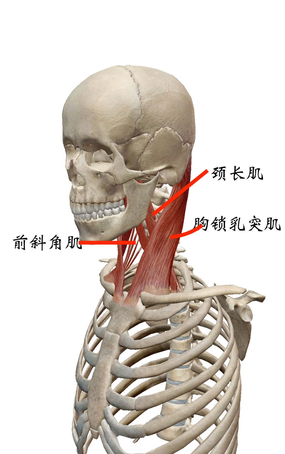 石运龙 的想法: 瑜伽理疗精髓论文0156-肩颈疼痛(假设) … - 知乎