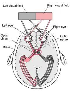 如果一个人经过了镜面对称会发生什么