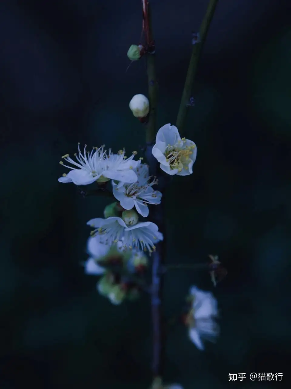 在庫価格 茶碗 春三花 梅桃桜 - 美術品・アンティーク・コレクション