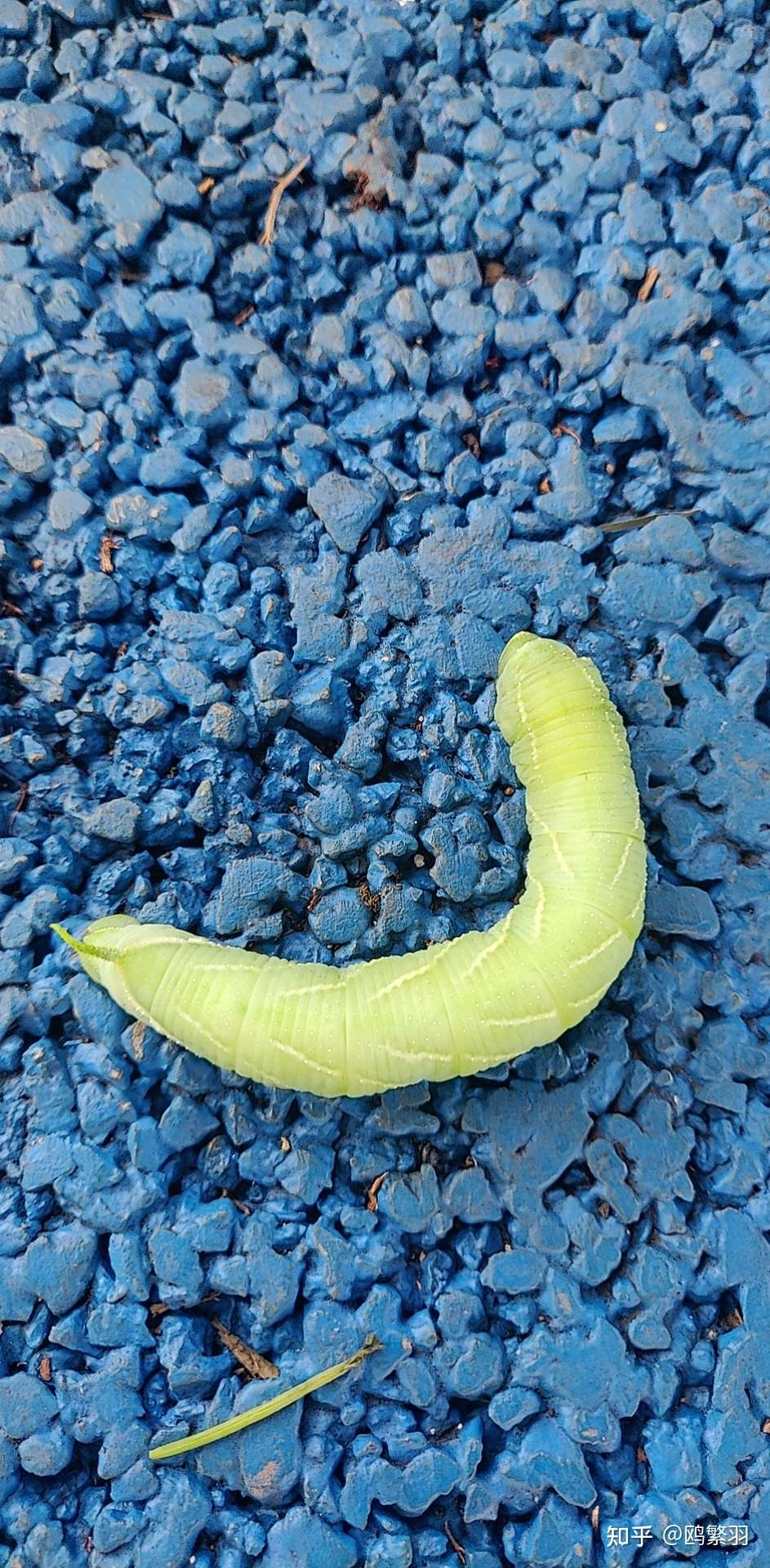 鸥繁羽 的想法: 公园柳树下发现一只漂亮的虫子 ,查了查… - 知乎