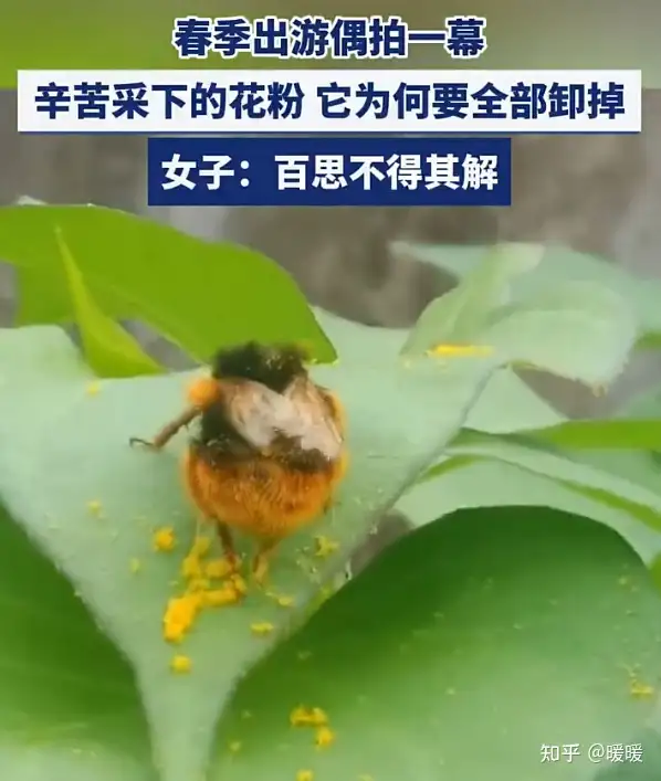 网友拍到蜜蜂用后足把身上的花粉刮下来，称「不明白它为何把辛苦采的花粉卸掉」，蜜蜂真的是在「卸货」吗？
