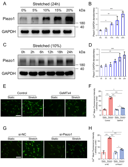 機(jī)械牽張通過機(jī)械激活的陽離子通道 Piezo1 促進(jìn)增生性瘢痕的形成
