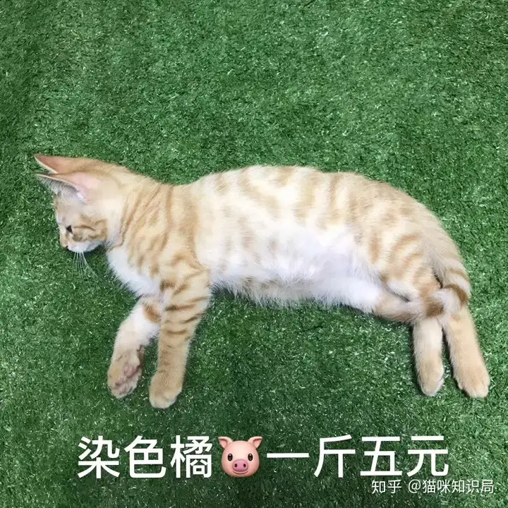 有哪些值得推荐的猫咪零食？