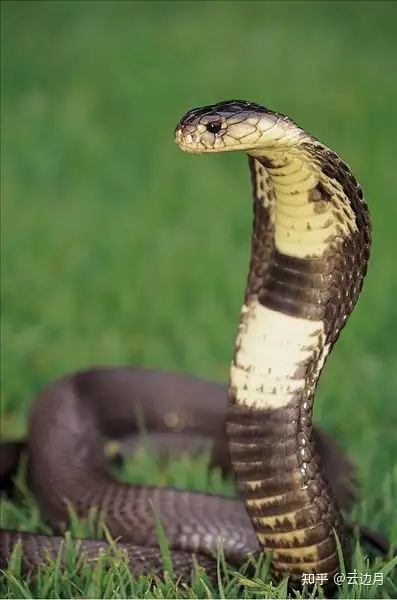 生物学承认冷血动物这个称谓吗生物学里应该没有冷血动物这个分类只有