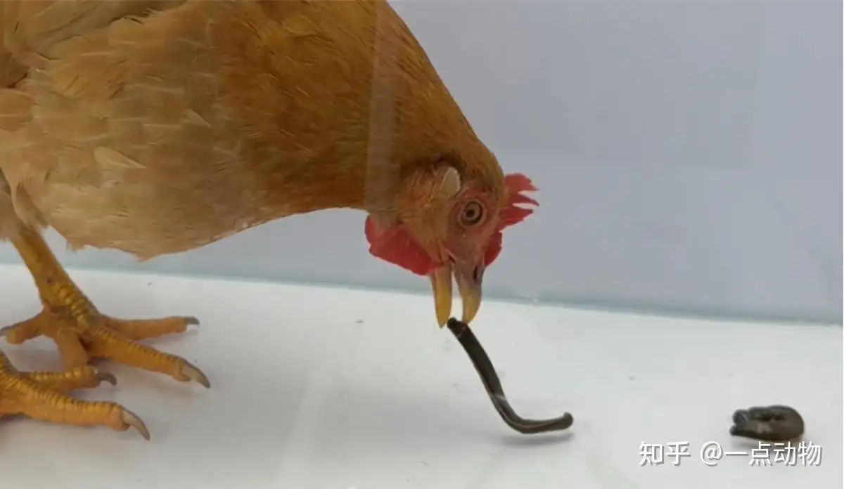 鸡如果吃了水蛭，水蛭可以钻破鸡的肠胃吗？