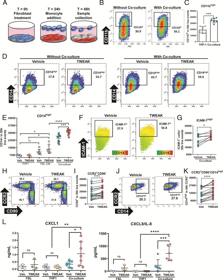 TNFSF12/TWEAK 調(diào)節(jié)結(jié)腸炎性成纖維細(xì)胞分化并促進(jìn)成纖維細(xì)胞-單核細(xì)胞相互作用