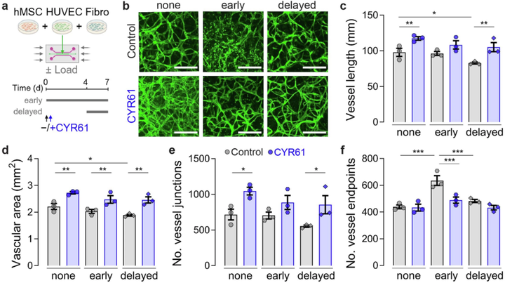血管生成誘導(dǎo)因子61（CYR61）遞送促進骨折修復(fù)過程中的血管生成