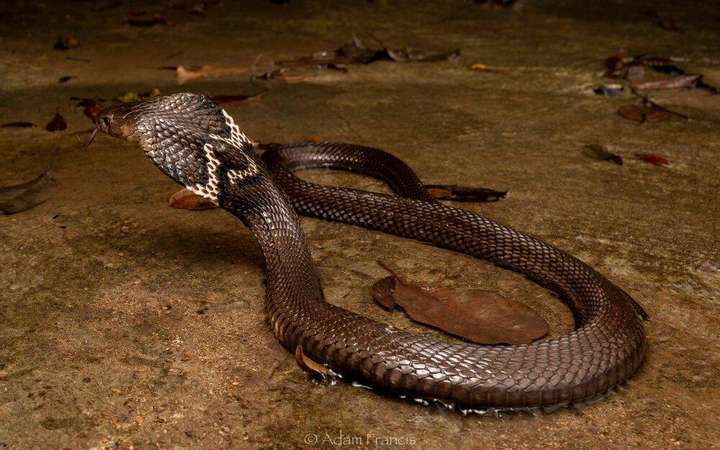 中国十大毒蛇 中国最吓人的一条巨蛇