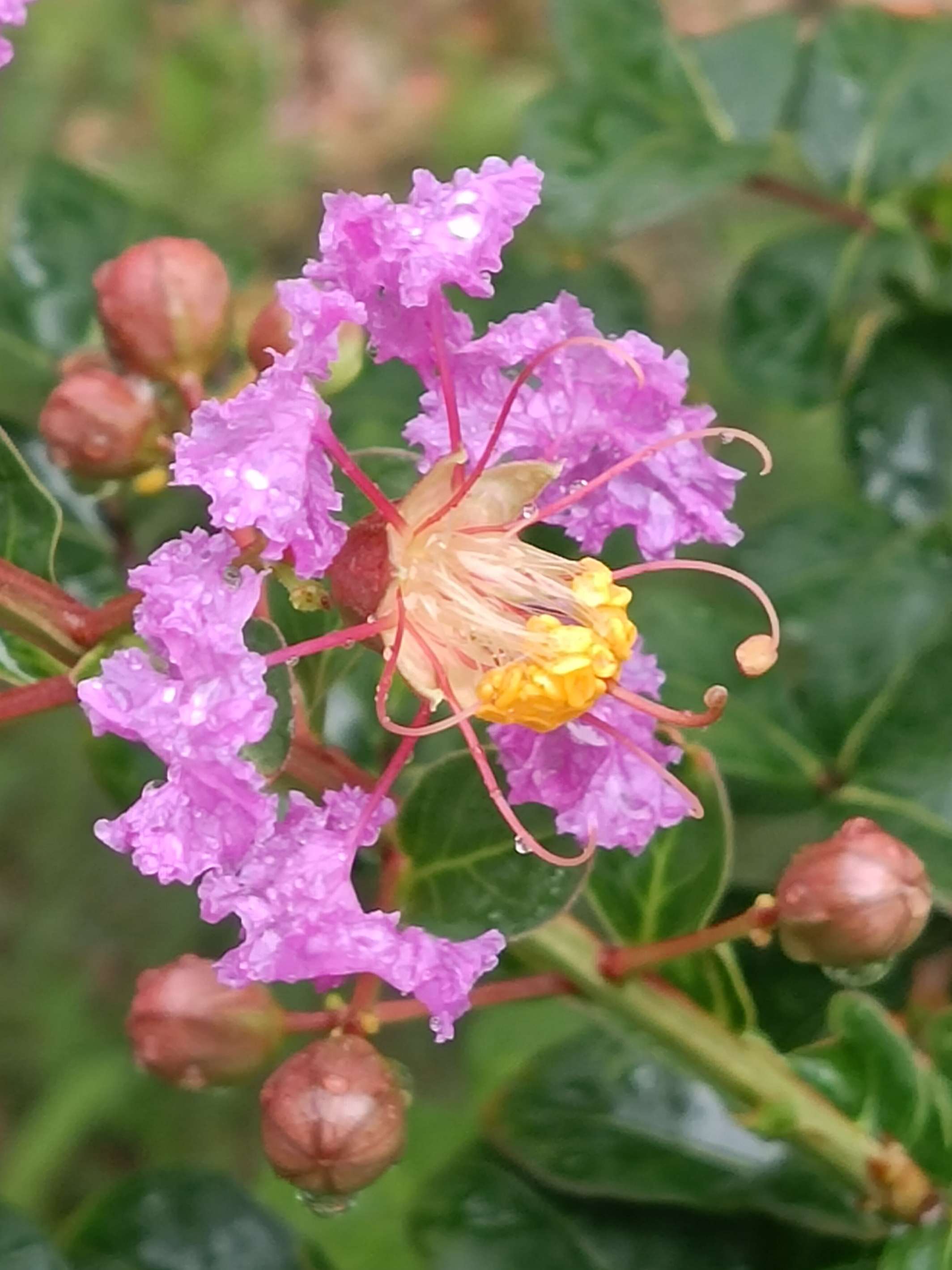 这里是彼岸 的想法: 浅紫色的紫薇花有多美 | 紫薇花的花语是