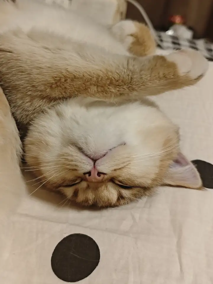 有没有一张照片展示了你的猫最放松的时刻？