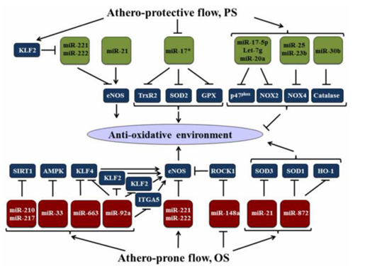 机械敏感型 miR 在内皮细胞对切应力和氧化还原状态响应中的作用 机械敏感型 miR 在内皮细胞对切应力和氧化还原状态响应中的作用