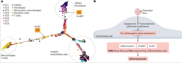 動脈粥樣硬化中血流誘導的內皮細胞重編程 動脈粥樣硬化中血流誘導的內皮細胞重編程