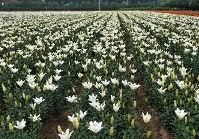 什么种植赚钱最快（农村种植什么好养又赚钱）