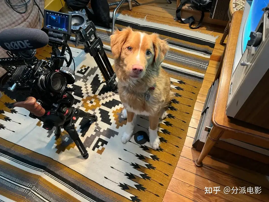 《冷猫狗》今年最颠覆!限制级禁忌挑战