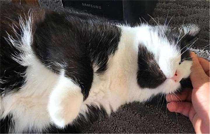 猫咪临死前的六个特殊征兆 猫咪死了主人不能哭