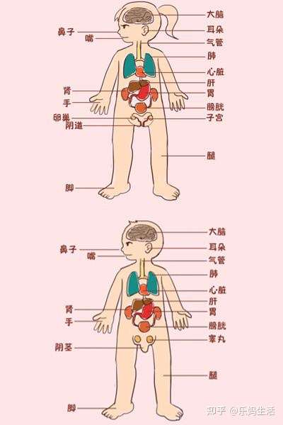 身体部位儿童简图图片