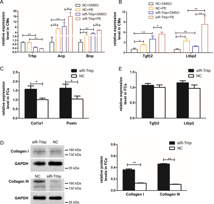 Trbp 通過 TGF-β 通路介導的心肌細胞和成纖維細胞之間的串擾抑制心臟纖維化 Trbp 通過 TGF-β 通路介導的心肌細胞和成纖維細胞之間的串擾抑制心臟纖維化