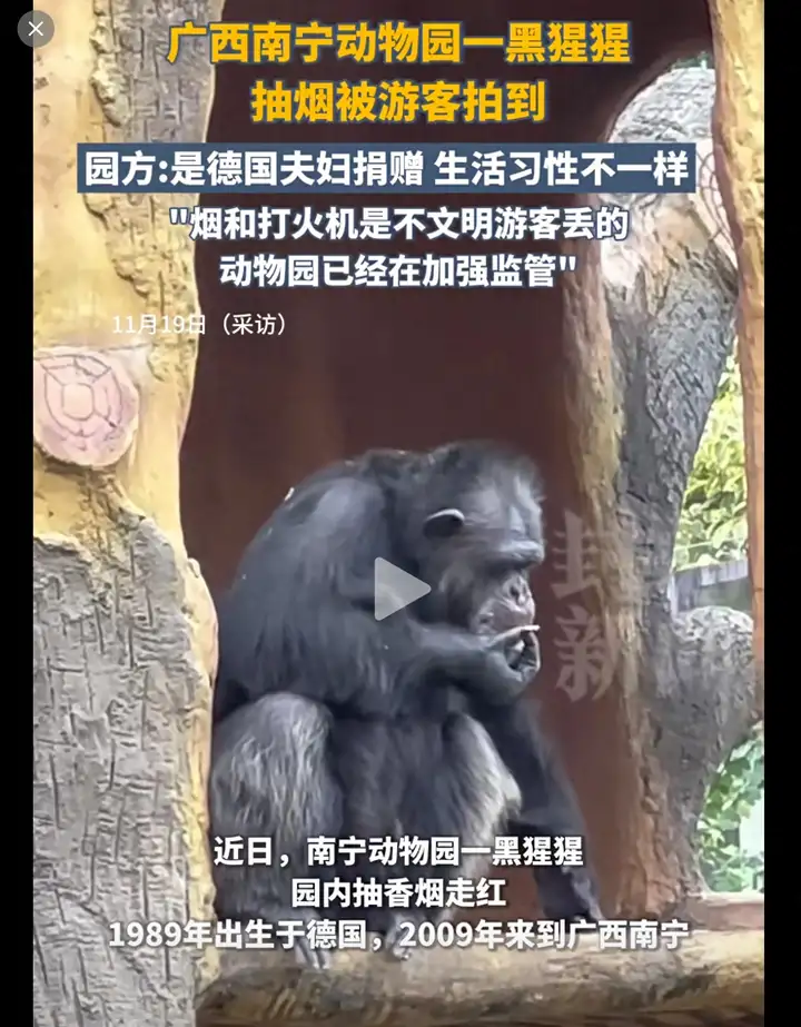 南宁动物园：网红黑猩猩正在戒烟，称其在德国领养家庭染上恶习插图