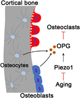 Piezo1 對抗與衰老相關的皮質骨丟失