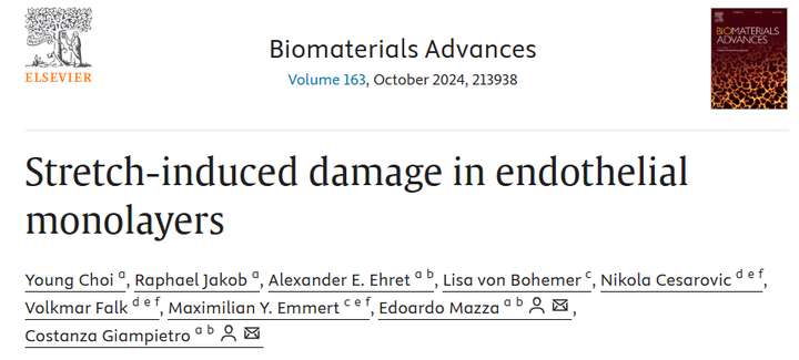 拉伸誘導的內皮細胞單層損傷