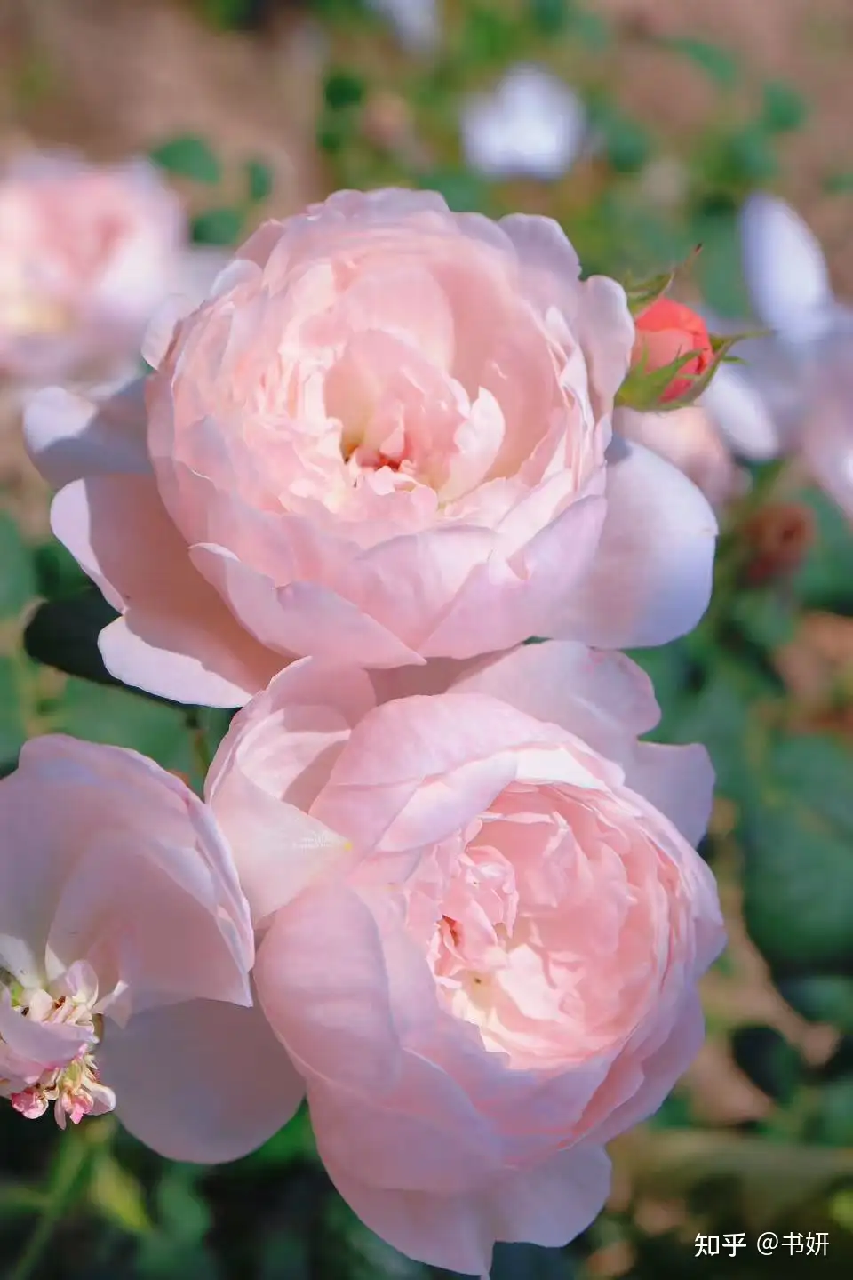 养什么花是四季都开的，并且需要的时候可以摘下并送给想送的人？