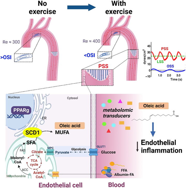 運(yùn)動(dòng)可減輕血流再循環(huán)并激活代謝轉(zhuǎn)能器 SCD1 以催化血管保護(hù)性代謝物