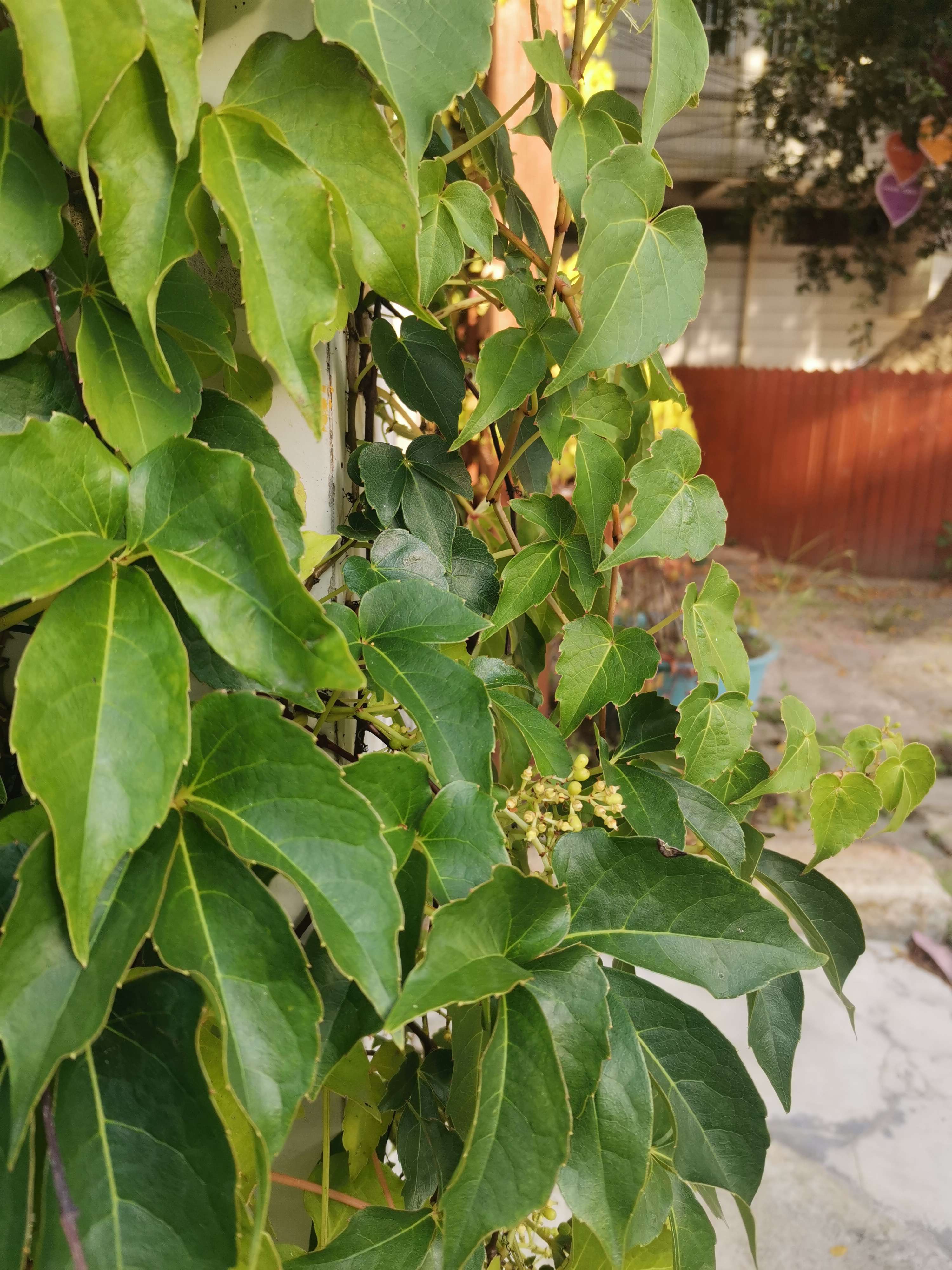 时光曼舞 的想法: 异叶地锦,俗名爬山虎,它的卷须成熟时成… - 知乎