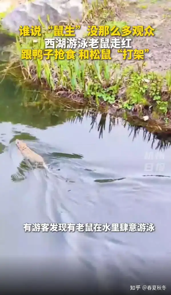 杭州西湖有老鼠下水和鱼「抢食」，游客调侃像是「秀泳技」，老鼠为啥会到水里觅食？它们的水性这么好吗？