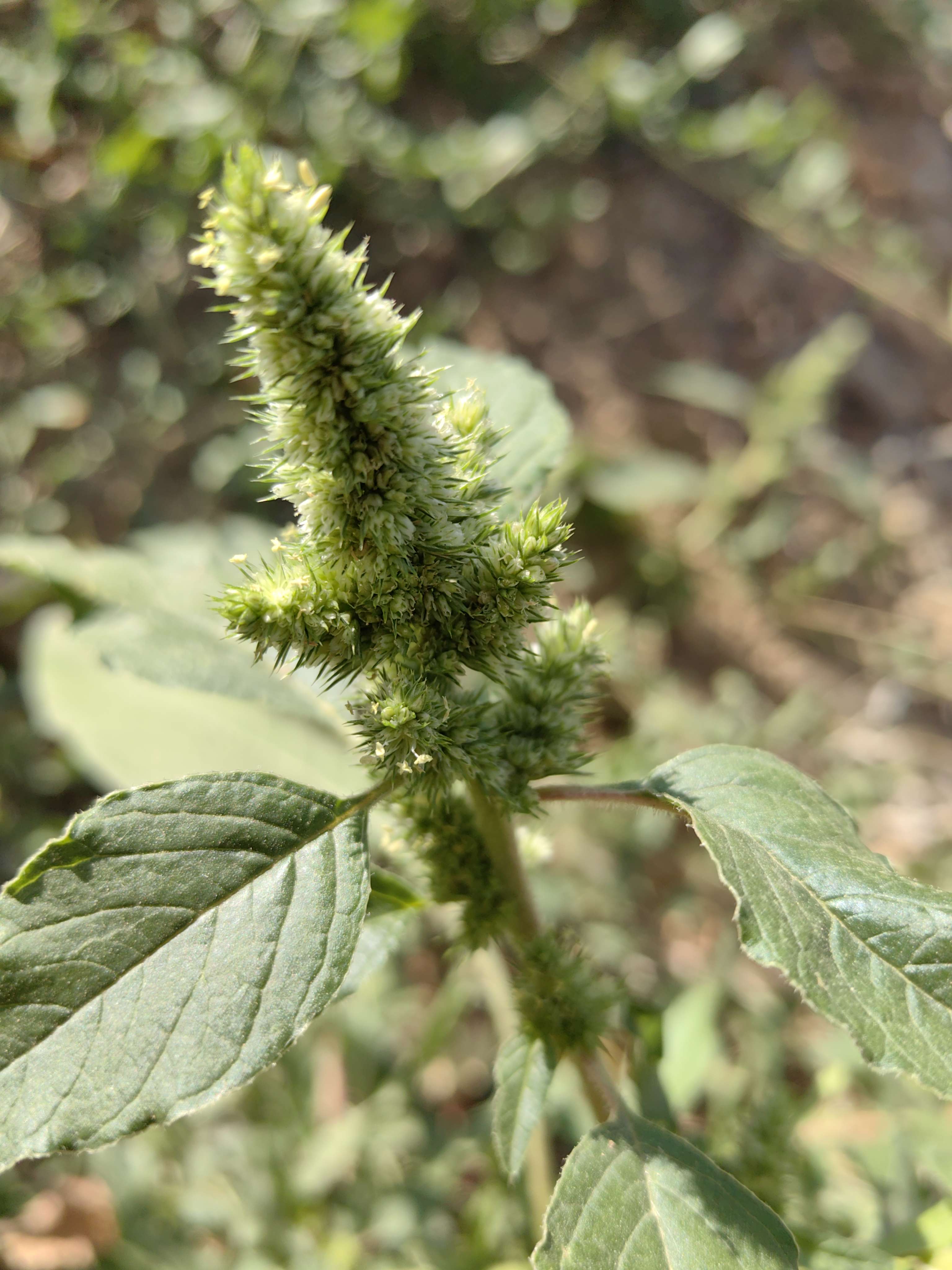 知乎用户pf9nke 的想法: 植物王国～苋菜 | 苋菜,学名苋,苋科,… - 知