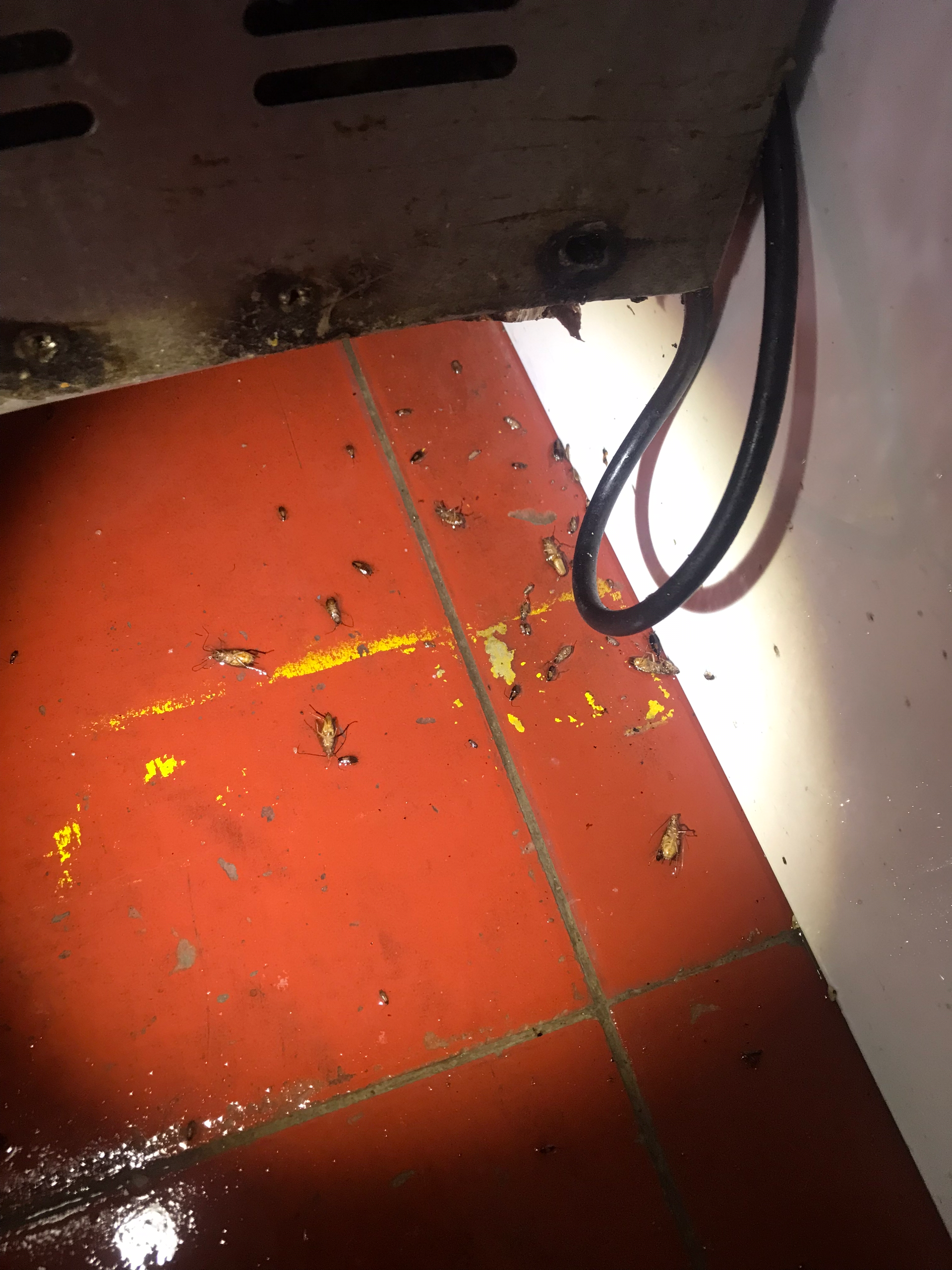 半知先生 的想法: 德国小蠊: 在酒店后厨藏身之地 - 知乎