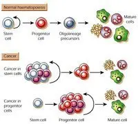 干细胞是什么？干细胞主要作用是什么？(图2)