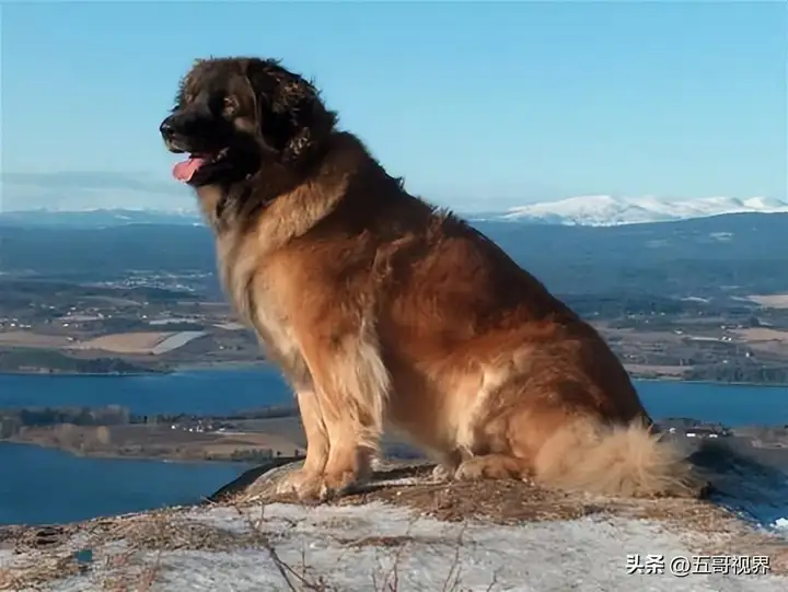 大型犬有哪些品种（五种巨型犬种特点及图片）